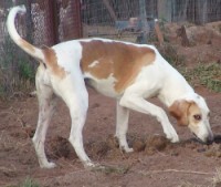 /album/trackingdogs/a20150405162552-8-250x211-jpg/